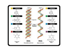 an image of the structure of a gene