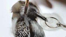 a close up of a bird with scissors in it's beak and some feathers