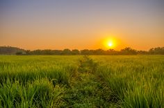 the sun is setting over an open field with tall grass and trees in the background