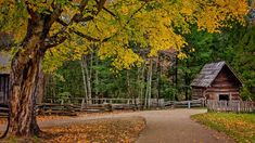 an old log cabin in the woods surrounded by fall foliage and trees with yellow leaves