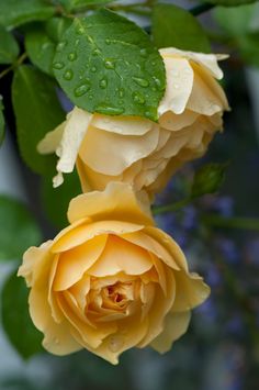 two yellow roses with water droplets on them