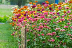 Orange, royal purple, yellow and various pink zinnia blooms. Zinnia Varieties, Leaf Mulch, Garden Preparation, Easiest Flowers To Grow, Zinnia Garden, Zinnia Flower, Flowers Growing, Zinnia Flowers, Cut Flower Garden