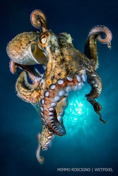 an octopus in the water with its mouth open