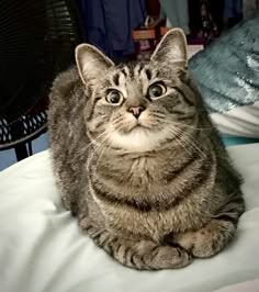 a cat sitting on top of a bed next to a fan