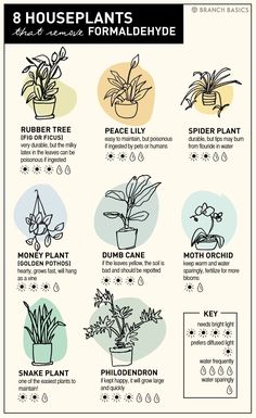 the houseplants are labeled in this poster