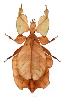 a brown bug sitting on top of a leaf