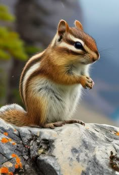 a brown and white squirrel sitting on top of a rock