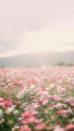 a field full of pink and white flowers under a cloudy sky