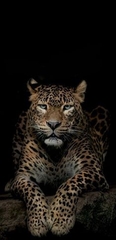 a large leopard sitting on top of a rock in the middle of the night with it's eyes wide open