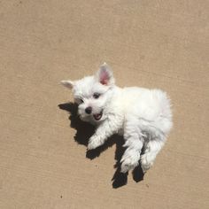 a small white dog laying on the ground