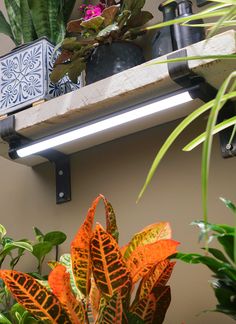 some plants are sitting on a shelf in the corner next to a wall mounted light