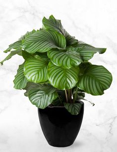 a large green plant in a black pot on a white marble countertop with water droplets