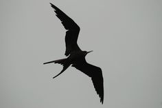 a large bird flying in the sky with it's wings spread