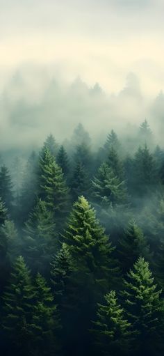 a forest filled with lots of green trees covered in foggy clouds and mists