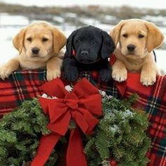 three puppies are sitting in a christmas wreath