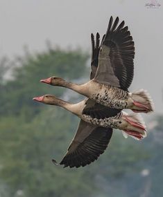 two birds flying through the air with trees in the background