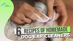 a woman brushing her dog's hair with the words 6 recipes of homemade dog ear cleaners