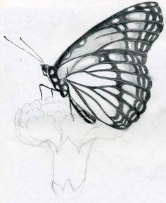 a drawing of a butterfly sitting on top of a flower