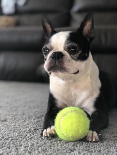 a small black and white dog laying on the floor with a tennis ball in front of him