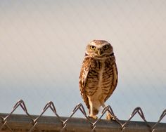 an owl sitting on top of a metal fence