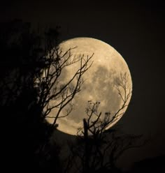 the full moon seen through some trees in the night sky with no leaves on it