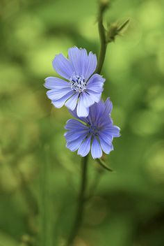 a single blue flower is in the foreground and blurry green background behind it