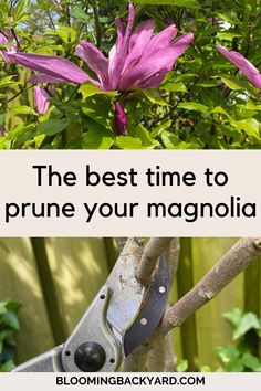 the best time to prune your magnolia tree