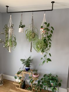 some plants hanging from the ceiling in a room with grey walls and wooden flooring