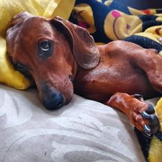 a brown dog laying on top of a bed covered in blankets