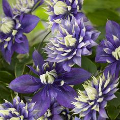 purple and white flowers with green leaves in the background