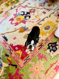 a small black and white dog standing on top of a rug