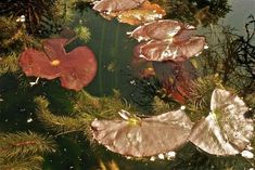 leaves floating on the surface of a pond with water and plants growing in it's bottom