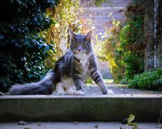 a grey and white cat sitting on top of a cement step in front of trees