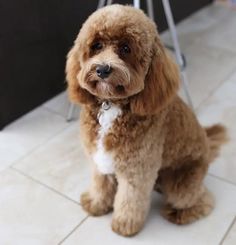 a small brown dog sitting on top of a white tile floor next to a counter