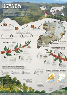 the map shows where coffee is grown in the country and how they are used to make it