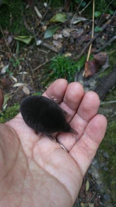 a hand holding a small black animal in it's palm