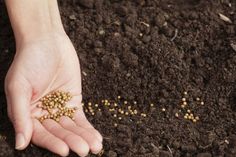 a person holding out their hand over the ground full of dirt and seedlings that have been planted in it