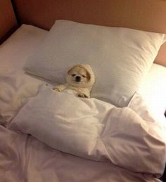 a small dog laying on top of a bed under a white pillow with the caption boa note grupo