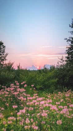 the sun is setting behind some trees and wildflowers in an open field with pink flowers