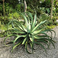 a large green plant sitting on top of a gravel road