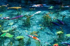 many colorful fish swimming in the clear blue water with green plants and flowers around them