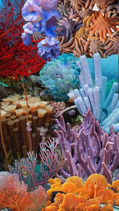 an underwater scene with corals and other marine life