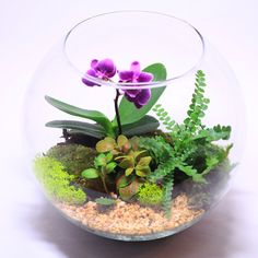 a glass bowl filled with plants and rocks