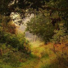 an image of a path in the woods on a foggy day with trees and grass