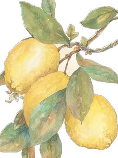 a painting of lemons on a branch with leaves