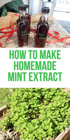 how to make homemade mint extrat in the garden with text overlay that reads, how to make homemade mint extrat