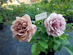 two large pink flowers in a pot on a table with greenery behind them and a sign that says love