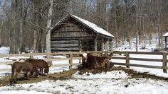 three cows eating hay in front of a log cabin with snow on the ground and trees