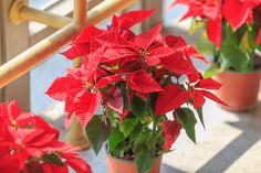 some red poinsettias are in pots on the porch