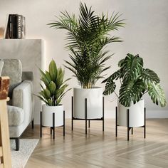 three potted plants sitting on top of a hard wood floor next to each other